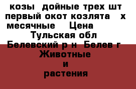 козы  дойные трех шт.первый окот,козлята 2-х месячные  › Цена ­ 5 000 - Тульская обл., Белевский р-н, Белев г. Животные и растения » Другие животные   . Тульская обл.